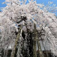 団塊夫婦の桜巡りドライブ・2022京都＆奈良ー(11)早すぎた高見の郷＆思いがけず素晴らしかった宝蔵寺