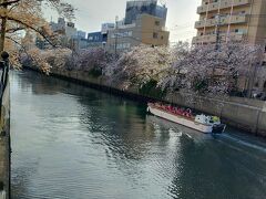 チューリップと桜を楽しむ旅