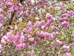 ギリギリセーフ！圓光寺の枝垂れ桜(2022.4.14訪問)