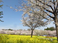 旅割利用　群馬の赤城南面千本桜とゴルフで春を満喫してきました