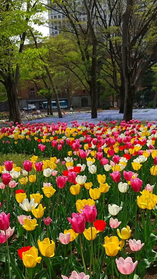 　都心に用事がありその帰り、ぶらっと日比谷公園に立ち寄ってみました。<br />第二花壇ではカラフルなチューリップと澄んだブルーのネモフィラが咲き、<br />デジカメは持ち合わせてなく、スマホで追っかけてみました。