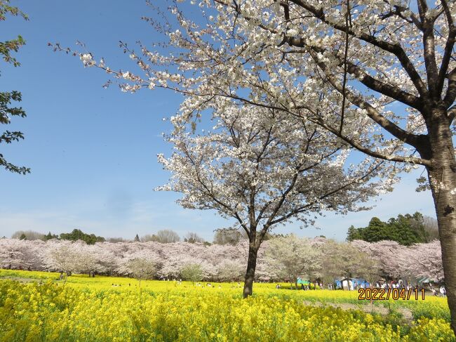 毎月恒例の悪友とのゴルフは、今回群馬県の赤城カントリー倶楽部。　夜の反省会は友人の一人が以前から高崎で気になっていたお寿司屋さん。　赤城周辺の桜はまだ見頃の様だし、4月6日から神奈川県も対象となった群馬県の宿泊キャンペーンを利用して群馬の春を楽しんできました。