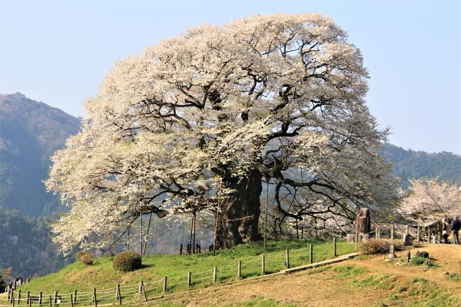 名残を惜しんで散り始めの醍醐桜を撮影中、野生のニホンザルと初逢瀬