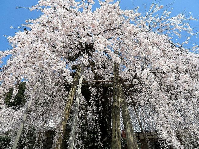 これまで主に東日本各地の桜を見てきた私達だったが、関西の桜の名所吉野山はまだ訪れたことがなかった。コロナ禍で外国人が少ない今のうちに行こうということで、京都・奈良地方の天気予報と桜の開花情報を毎日チェック。ANAのマイルの消化も迫っていたので、チケット予約状況もチェックし、４月４日から９日までの間が、桜の見ごろを迎え、晴れの日が連続しそうだということで日程を決定。宿は直前予約で決めていつものように慌ただしい出発となったのだった。<br />第11部は、天空の庭と呼ばれる高見の郷を訪れ、その帰りに宝蔵寺に立ち寄った時の旅行記です。高見の郷は行く前に予想していた通り、時期が早すぎて、桜満開の景色は見れませんでしたが、宝蔵寺では、思いがけず素晴らしい枝垂れ桜に出会うことが出来ました。（表紙写真は、宝蔵寺の枝垂れ桜）