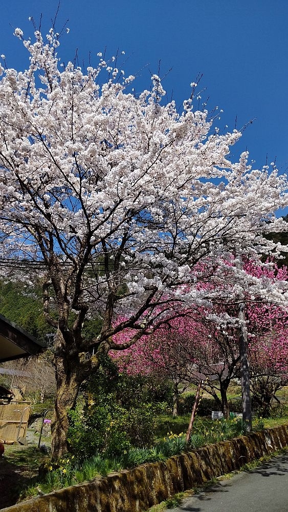 無料で参加できたバスツアーで<br />奈良市内で終わってしまった桜を<br />大野ダムと美山かやぶきの里で楽しみました。<br />嵐山でも枝垂れ桜を見てきました。<br /><br />無料ならではのバスツアーですので草津にある<br />宝石店へ連れて行かれました。<br />店内では車一台買えるぐらいの宝石など<br />とても手が出ませんので楽しく目の保養をさせて頂きました。