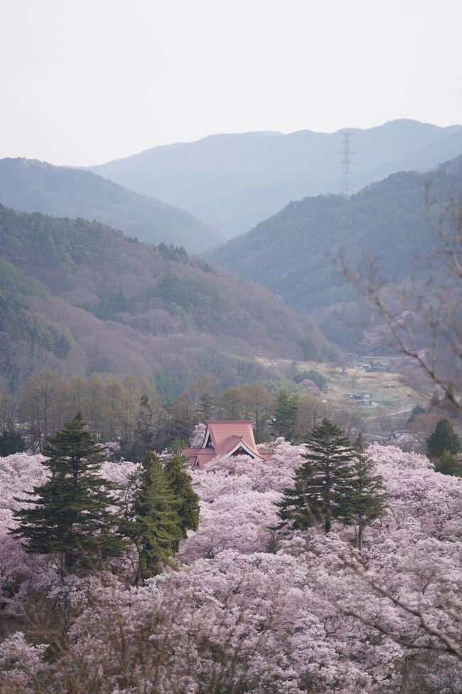 前泊して早朝から高遠のさくら満喫<br /><br />10日<br />18時半頃、伊那に到着。ホテルチェックイン。<br />鍋辰にて夕食（かつ鍋定食、牛鍋定食）。地元の方で人気のお店のよう。甘口で美味。<br />19時頃、高遠城址公園北門前の駐車場に車を停め、入園。日曜の夜だからか、桜の時期はこうなのか、けっこうな賑わい。<br />40分ほど幽玄な桜林散策。<br />ホテルルートインコート伊那に宿泊。<br /><br />11日<br />早朝5時50分にホテルを出発し、途中のコンビニでおにぎりを購入して高遠城址公園へ。<br />6時過ぎ、昨夜と同じ駐車場に入場。待ち時間もなくスムーズ。<br />園内は平日早朝のためすいている。<br />城址公園～白山橋～高遠さくらホテル近くほりでいパーク～桜の雲海？写真撮影のため夫のみ山を登って白山社へ～城址公園<br />9時<br />建福寺へ車で移動。<br />石仏拝観。<br />9時半<br />六道の堤へ車で移動。池の周囲の桜が見事。<br />高遠城址公園より素晴らしいと話す声があちこちから聞こえてくる。同感。<br />10時過ぎ<br />ますや（高遠そば）の11時の開店待ちに並ぶ。<br />これまた美味。<br />伊那市街で土産を購入し、帰路へ。<br /><br /><br /><br /><br /><br /><br />