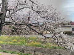 ちょっと早めの、さくら堤公園