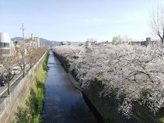 路線バスで京都を歩く2204　「京都市バス67号系統に乗って、隠れた桜の名所“天神川の桜”を見学しました。」　　～京都～