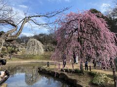 大倉山公園の梅林