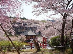 団塊夫婦の桜巡りドライブ・2022京都＆奈良ー(12)仏隆寺の千年桜＆阿倍文殊院