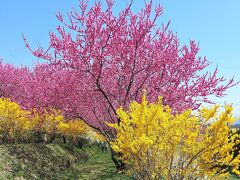 中之条ガーデンズ・・花桃、桜、ヒヤシンス..etc～春が満開！