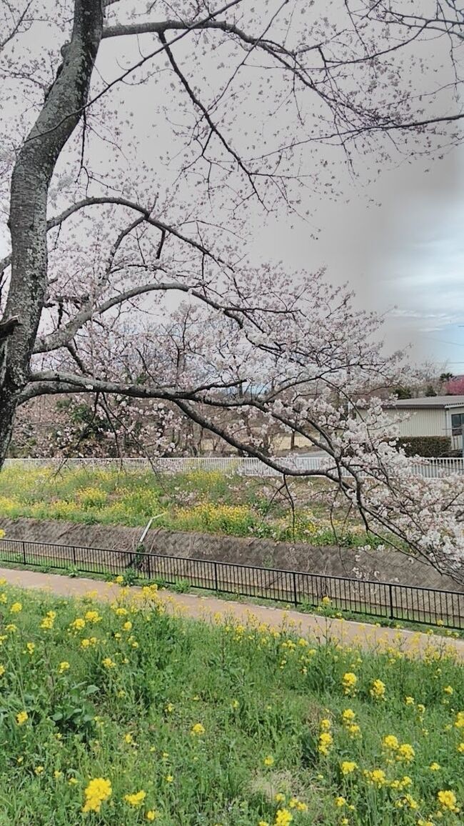 花見シーズン到来！ロードバイクで「さくら堤公園」に行ってきました。が、ちょっと早かったようで、まだ咲き始めでした。満開を想像しながらご覧いただけると幸いです。