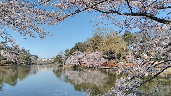 桜がいい季節になってきたので、近所でパンを買って、大宮公園でモーニングしてきました。朝活、いいですね～。<br />ちなみに、今年もコロナ対策で、公園内は一方通行＆宴会禁止でした。
