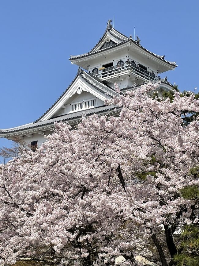 長浜の桜がよさそうだと聞き、行ってきました。<br />噂に違わずかなりよかったです。<br />長浜は近畿の中でも桜の開花のピークが遅くなるので、得した気分で楽しめました。