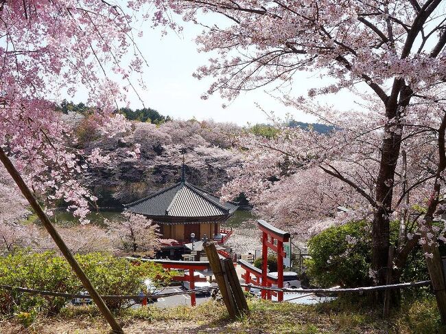 団塊夫婦の桜巡りドライブ・2022京都＆奈良ー(12)仏隆寺の千年桜＆阿倍文殊院