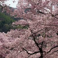 トラピックス　高遠・松本城公園・上田城千本桜 春の信州桜の名所と名湯湯田中温泉3日間（6）北アルプスの絶景を眺め、高遠の満開の桜を楽しむ。