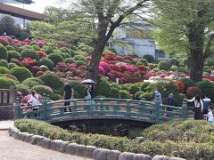 谷根千散策・・春爛漫の根津神社～千駄木～谷中銀座をめぐります。