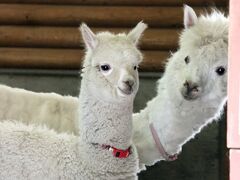 初夏となった長野・茶臼山動物園再訪（４）南口から北口へ３往復＆アフリカ平原：ひとなつっこいビントロングからアルパカとシロオリックスの赤ちゃん