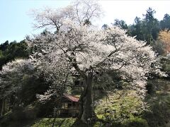 かたくり茶屋と岩井畝の大桜