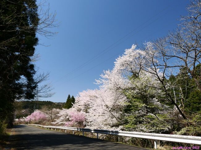 群馬県みどり市の「小夜戸ハナモモ街道」へ行ってきました。約2kmの”街道”の両側に咲くハナモモを期待したのですが、まだ咲き始めでした。しかし、サクラ（これも沢山あります）が期待以上の満開で、まだ7散り始めもせず、とても綺麗でした。天候にも恵まれて、楽しく歩くことが出来ました。