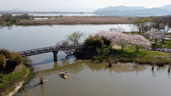 奥琵琶湖の桜も気になるが<br />和舟じゃ戦力不足<br />近江八幡を目指して<br />朝3時起きで豊田経由で向かったが<br />日の出時間には<br />流石に到着できなかったが<br />今週も3か所和舟を浮かべれました<br /><br />コメントはほぼ入っていませんが<br />写真だけでもお楽しみください