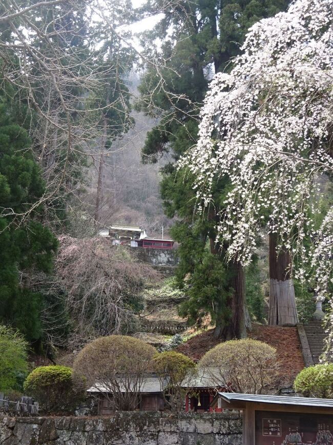 コロナちゃんと一緒　22年4月北関東・下　神社巡り