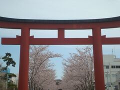 桜を求めて鎌倉へ。段葛～鶴岡八幡宮の桜が満開で、美しい景色を堪能しました。