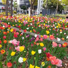 満開のチューリップとみなとみらい