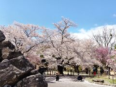 春の信州、桜と名湯の旅