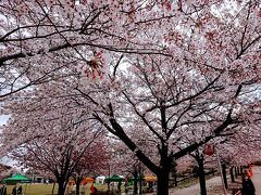 善光寺の脇の城山公園の桜