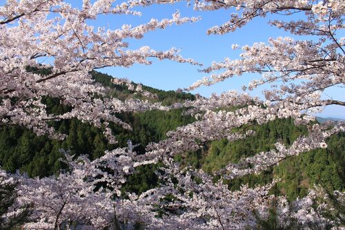 奈良・吉野山のお花見旅行②吉野奈良県の旅行記・ブログ by 松