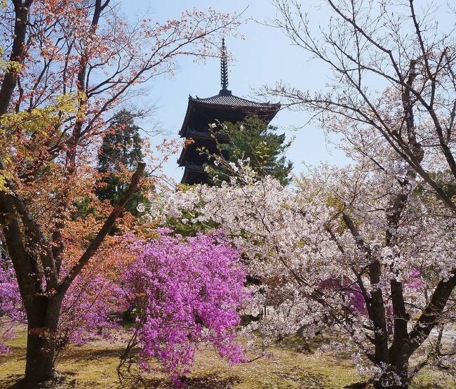 これまで主に東日本各地の桜を見てきた私達だったが、関西の桜の名所吉野山はまだ訪れたことがなかった。コロナ禍で外国人が少ない今のうちに行こうということで、京都・奈良地方の天気予報と桜の開花情報を毎日チェック。ANAのマイルの消化も迫っていたので、チケット予約状況もチェックし、４月４日から９日までの間が、桜の見ごろを迎え、晴れの日が連続しそうだということで日程を決定。宿は直前予約で決めていつものように慌ただしい出発となったのだった。<br />第13部は、奈良から京都に戻り、最終日の最初に仁和寺を訪れた時の旅行記です。この時期、京都市内の桜はすでに見頃を過ぎていましたが、仁和寺に咲く御室桜は遅咲きのため、ちょうど見頃になっていました。<br />(追伸）今年（2023年）は桜の開花がさらに早まりましたが、仁和寺の桜は遅咲きなので、今からでも間に合うと思われます。