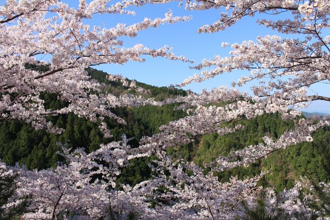 奈良・吉野山のお花見旅行②