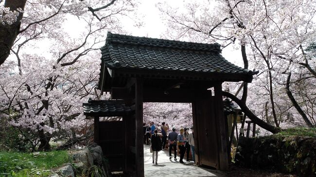 桜三昧木曽と伊那高遠レンタカーの旅　３　今回のメイン高遠城址公園と枝垂れ桜に伊那梅園