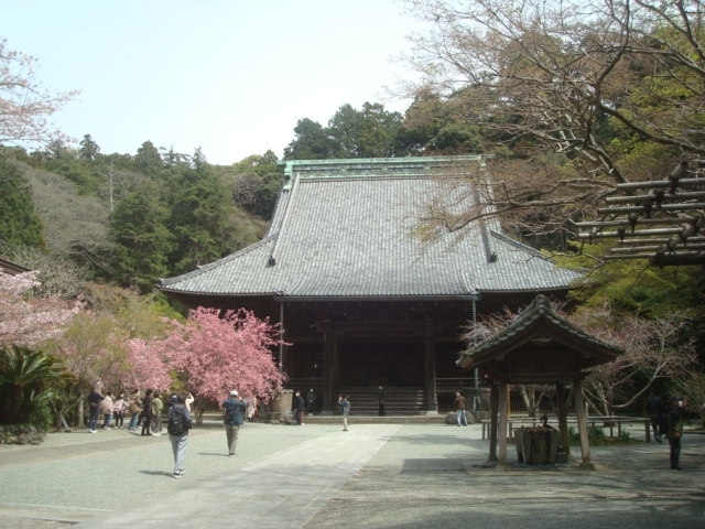 鎌倉駅近くの、本覚寺・妙本寺・常栄寺・八雲神社・大巧寺・鎌倉駅西口時計台をまわりました。桜を目的に4月初めに行きましたが、妙本寺のカイドウや大巧寺の草花など、桜以外の花もいろいろと見ることができました。