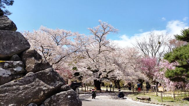 両親を連れて春の信州に行ってきました。<br />美しい桜と名湯、美味しいご飯に癒やされました。<br />その記録です。