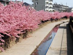 2022年初春の淀水路河津桜並木・２