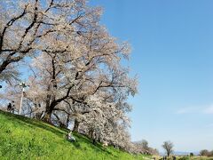 2022年桜だより・八幡背割堤桜並木