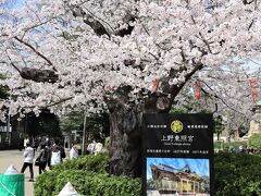 やはり上野公園の桜は人出が違う