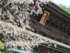 しだれ桜咲く　身延山久遠寺　と　大法師公園