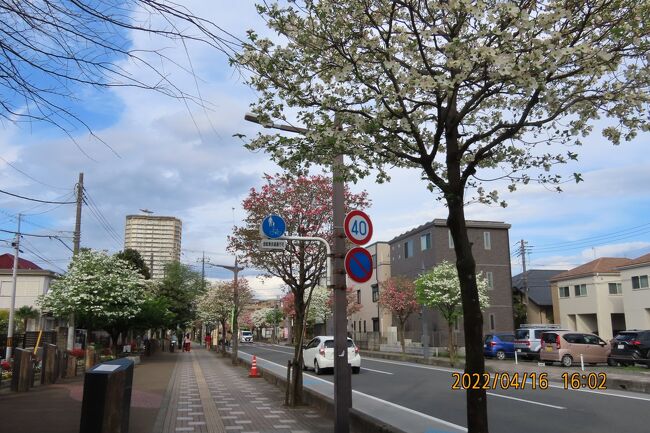 4月16日、午後4時過ぎにふじみ野市鶴ケ岡中央通り付近を自転車で通りましたが、丁度ハナミズキが見ごろで美しかったです。<br /><br /><br /><br /><br />*写真は鶴ケ岡中央通りのハナミズキ