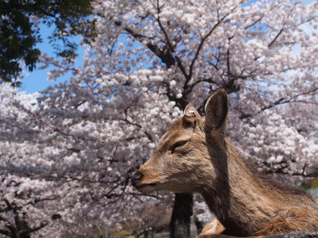 今年の母娘旅も最終日。<br />東京に帰る日なので数時間しか観光できないのですが、この日が1番の観光日和でした。<br />やっぱり青空に輝く薄ピンクの桜は綺麗だな～<br />最終日はお馴染み春日荷茶屋の季節の万葉粥と奈良公園周辺の桜、そして若草山を登ってきました。<br />最後の最後で大興奮の観光となりました！<br /><br /><br />＜行程＞<br />1日目：吉野 → 今井町<br />2日目：長谷寺・安倍文殊院 → 信貴山<br />3日目：奈良市<br /><br />＜往路・新幹線のぞみ255＞<br />東京 19：00 → 新大阪 21：30　1人12570円（EXのぞみファミリー早特で予約）<br />＜復路・新幹線のぞみ230＞<br />京都 15：13 → 東京 17：24　1人1100円（EX早特21で予約）<br /><br />＜宿泊＞<br />前泊：ホテルニューオオサカ 素泊まり1泊4500円（直前割キャンセル不可）<br />1日目：今井町 農家民泊こもれび　朝夕食付1泊1人10000円<br />2日目：信貴山 玉蔵院　朝夕食付1泊1人12100円