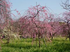 和泉リサイクル環境公園の枝垂れ梅＆菜の花