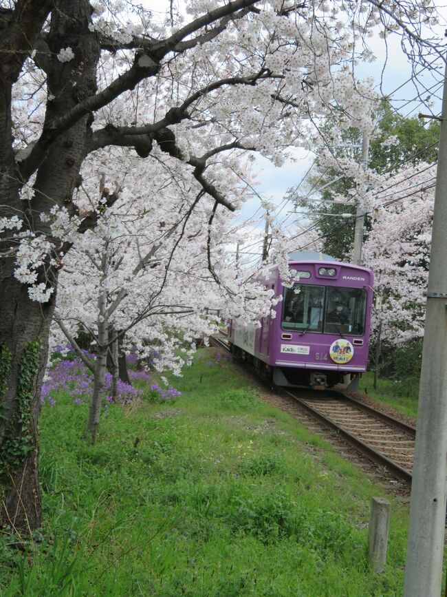 インクラインの桜を見に訪れた京都。２日目の今日は桜と電車を求めてスタートです　雨が降る前に