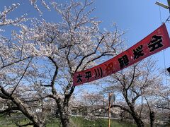 秋田市内の桜の名所　太平川に行く