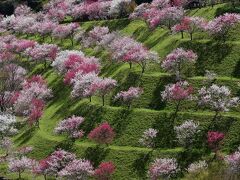 春の山里を彩る仁淀川町2021～しだれ桜、花桃、沈下橋の風景～（高知）