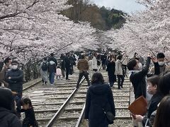 最高の桜、蹴上インクラインとブノワ京都