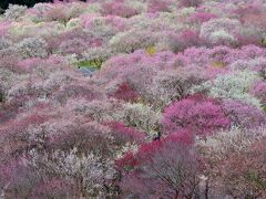 いなべ市梅林公園