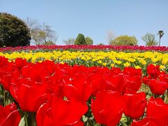 馬見丘陵公園でチューリップ観賞