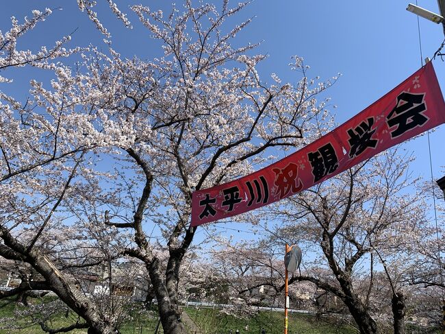秋田市内には、千秋公園以外にも、桜の名所があり、見に行くことにした。